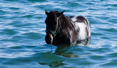 Pferd badet im Bodensee