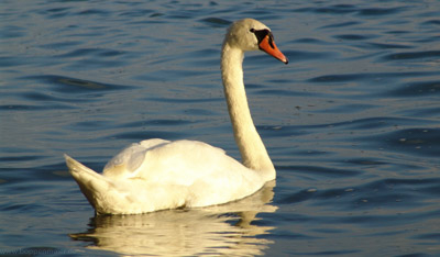 Schwan auf dem Bodensee